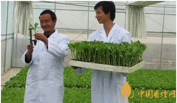 煙草專業(yè)大學排名，煙草專業(yè)就業(yè)前景好