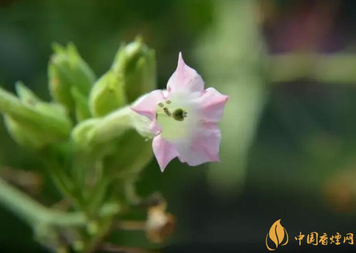煙草花花語是什么，煙草花什么時(shí)候開花