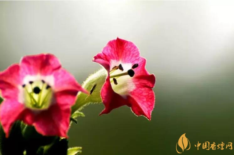 煙草花花語是什么，煙草花什么時(shí)候開花
